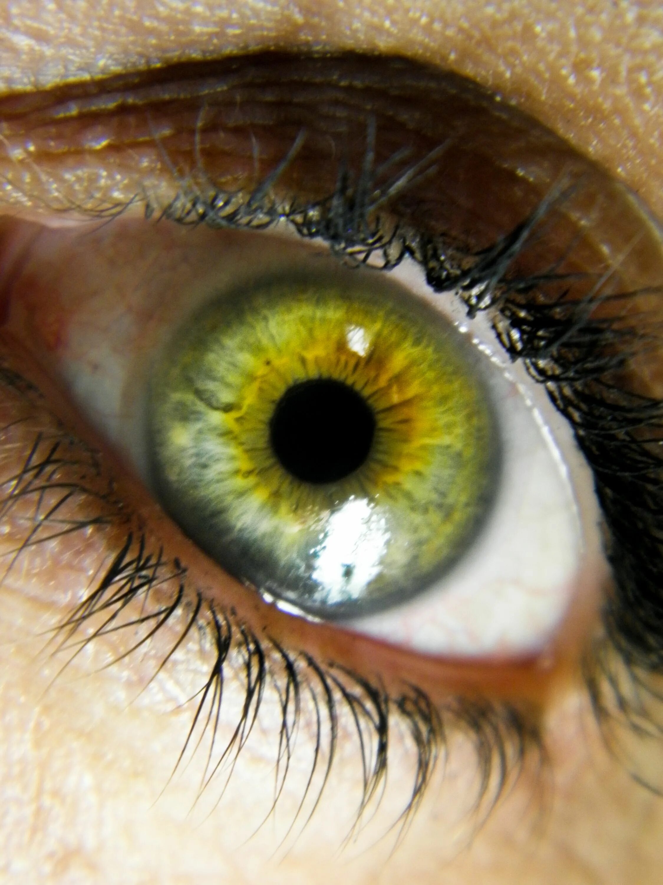 Зелено голубо желтые глаза. Центральная гетерохромия глаз. Центральная гетерохромия зеленый Карий. Центральная гетерохромия карих глаз. Поликория и гетерохромия.