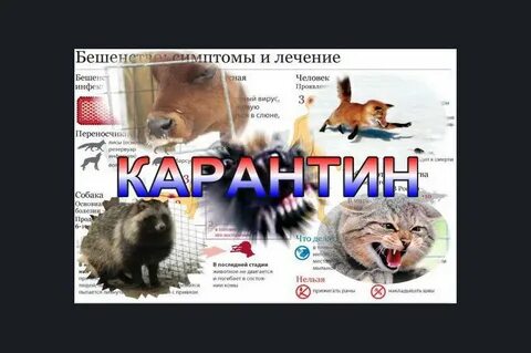 Карантин по бешенству в москве