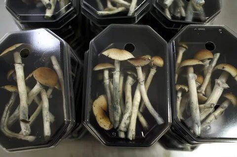 Как получить mushrooms