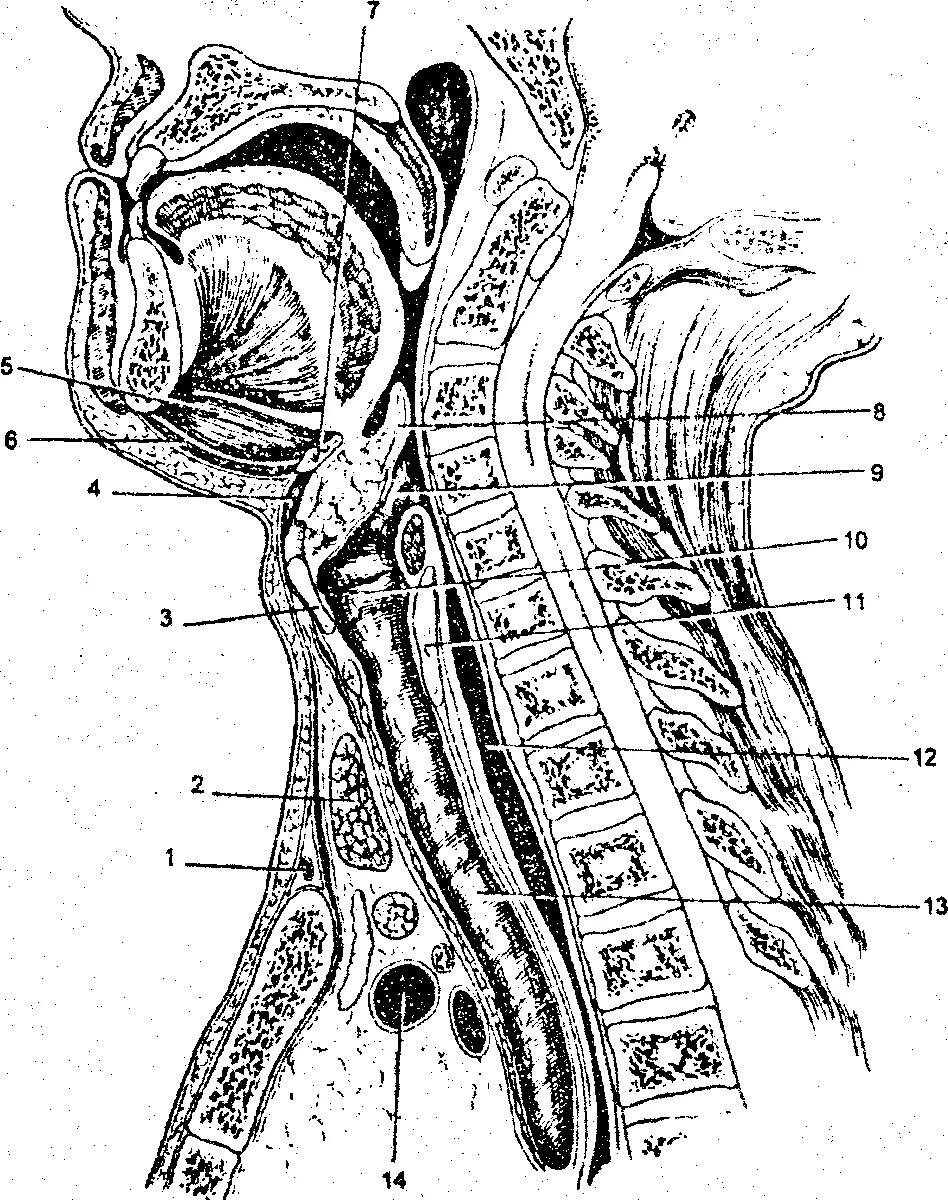 Spatium retropharyngeum. Средостение Сагиттальный срез. Клетчаточные пространства шеи на сагиттальном разрезе. Сагиттальный срез шеи. Средостения разрез анатомия.