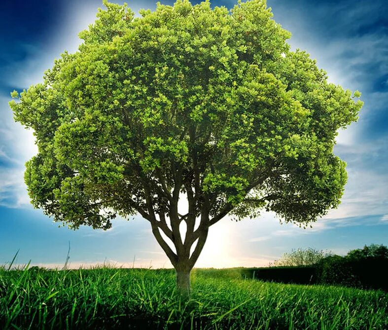 2 trees