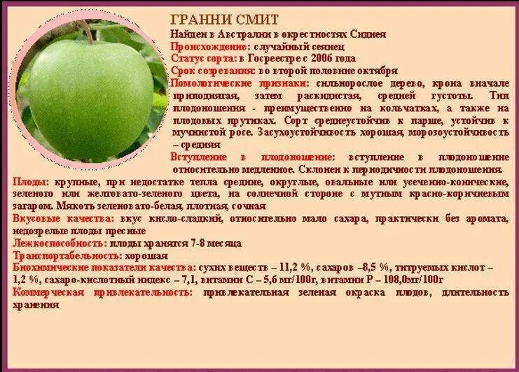 Сорт яблок гренни. Сорт яблок ГРЕННИ Смит. ГРЕННИ Смит сорта яблони. ГРЕННИ Смит характеристика сортов яблок. Сорт ГРЕННИ Смит.