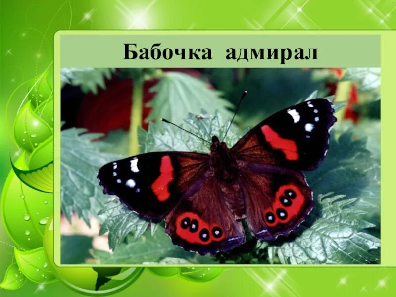 Адмирал (бабочка) нимфалиды. Красный адмирал книга. Красный адмирал книга. Краснокнижная бабочка адмирал. Проект красная книга 2 класс бабочка адмирал.
