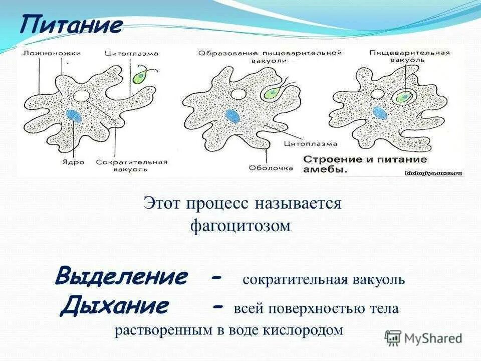 Какой цифрой обозначена на рисунке стадия амебы. Строение и питание амебы. Питание амебы Протей. Выделение амебы Протей. Амёба обыкновенная процессы жизнедеятельности.