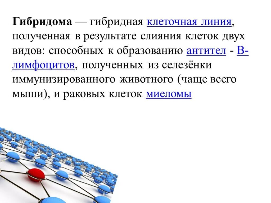 Клеточные гибриды. Гибридома. Гибридные клеточные линии. Гибридомы образуются в результате слияния. Гибридомы и моноклональные антитела.