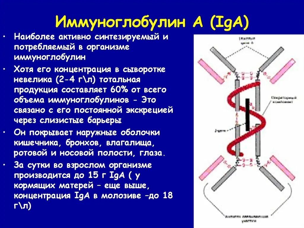 Выработка организмом антител. Iga антитела строение. Iga иммуноглобулин строение. Иммуноглобулин LG. Иммуноглобулины iga, IGM, IGG норма.