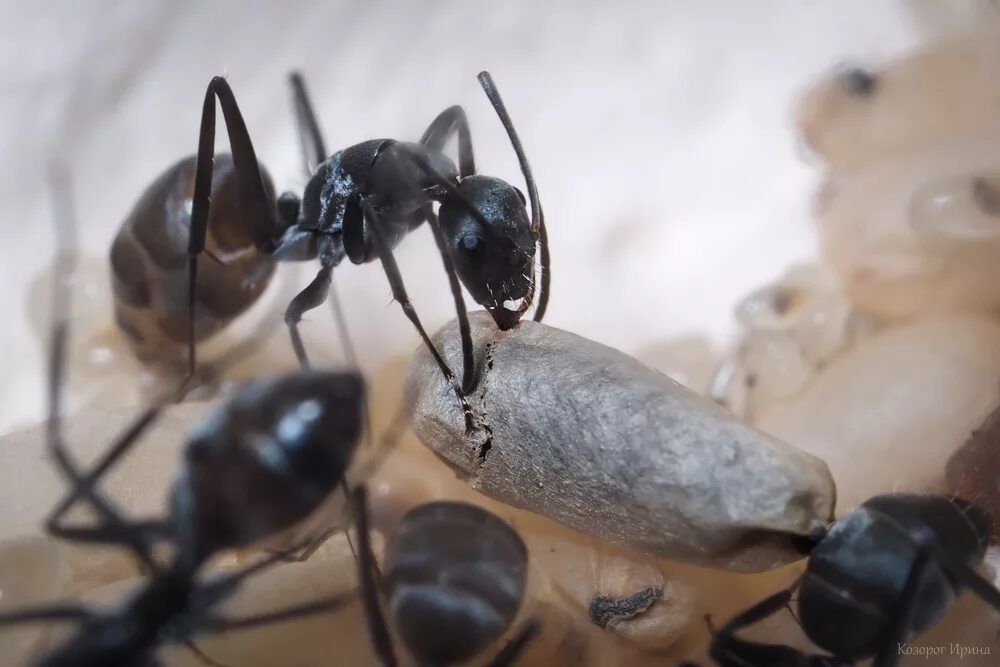 Какое развитие у муравьев. Куколки муравьев муравьиные яйца. Куколка матки муравья жнеца. Messor CF. Structor (муравей-Жнец) касты. Camponotus няньки.