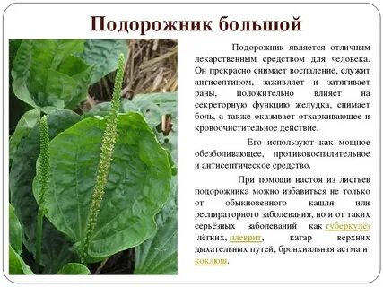 Срок подорожника