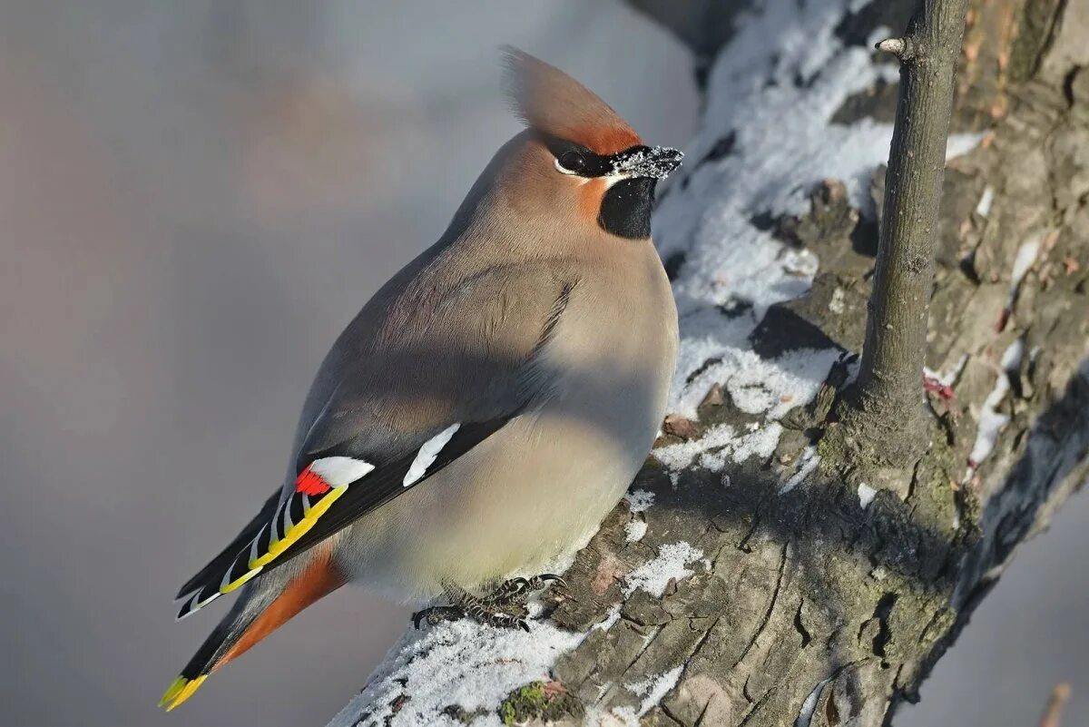 Свиристель детям. Bombycilla garrulus. Свиристель обыкновенный (Bombycilla garrulus). Свиристель Сибирская. Дрозд свиристель Крымский.