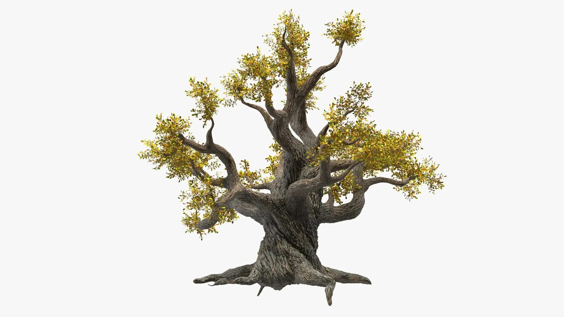 Blend tree. Ветвистое дерево. дуб 3д модель. макет дуба. twisted tree.