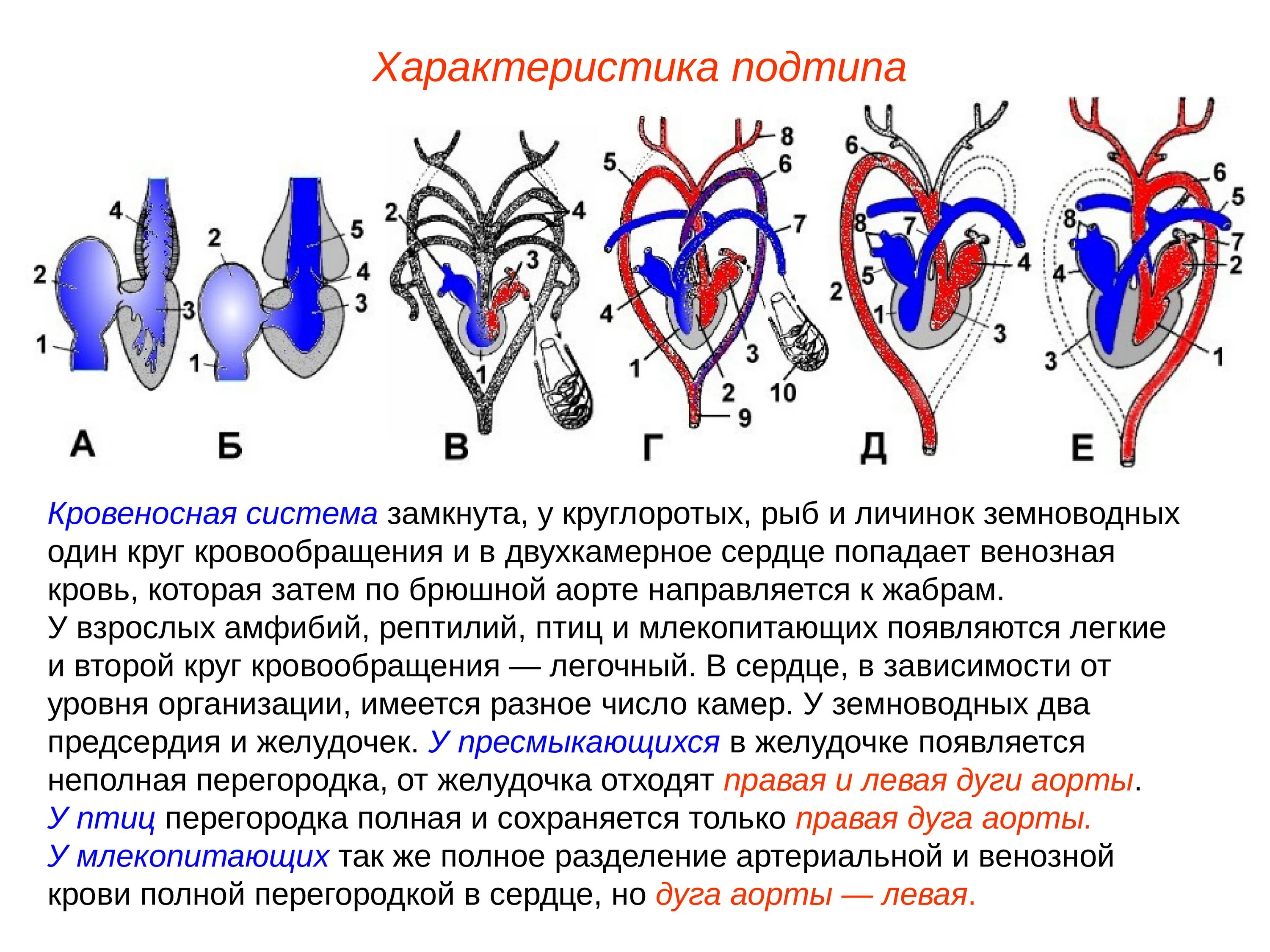 Млекопитающие кровообращение и дыхание. Сравнительная анатомия кровеносной системы. Дуги аорты у амфибий. Сравнительная анатомия кровеносной системы позвоночных. Кровеносная система рыб земноводных пресмыкающихся.