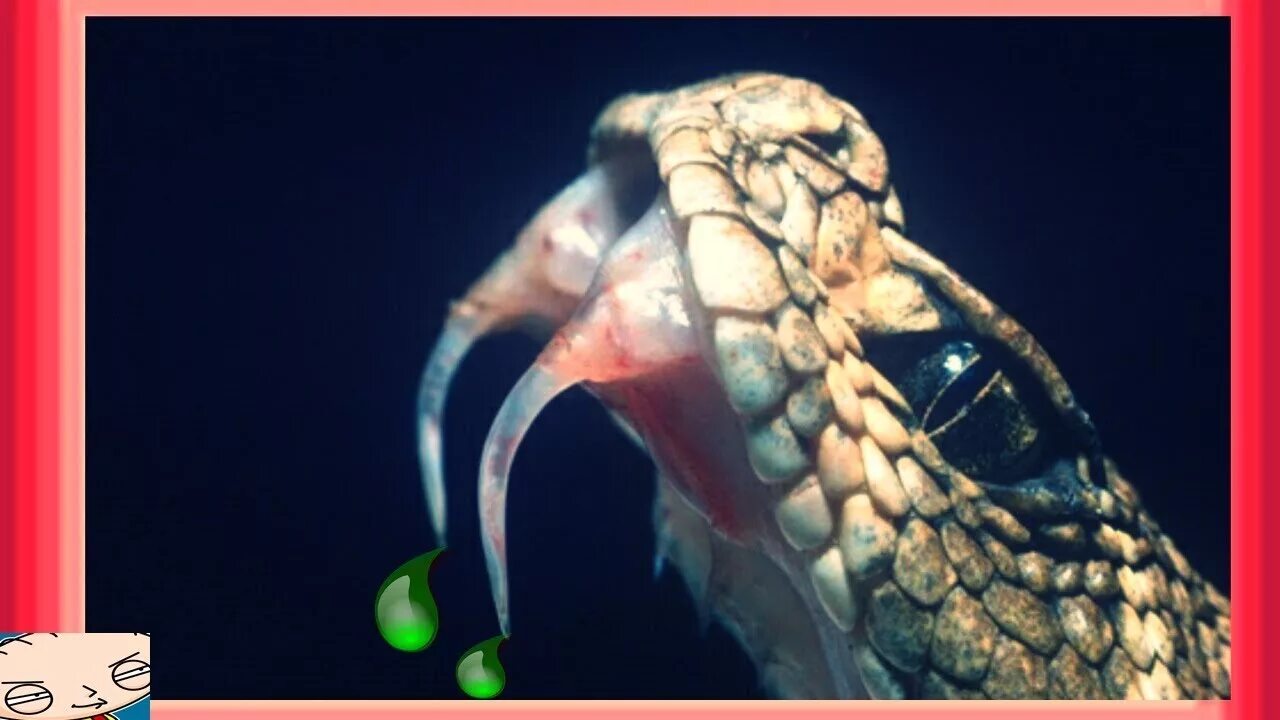 Пасть кобры. Яд королевской кобры. королевская кобра клыки.