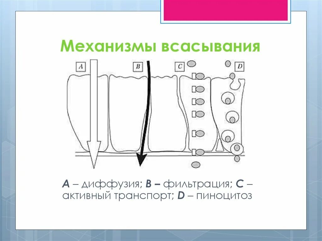 Диффузия фильтрация. Механизм всасывания веществ в кишечнике. механизмы всасывания лс. механизмы всасывания лекарственных веществ. механизм всасывания фильтрация.