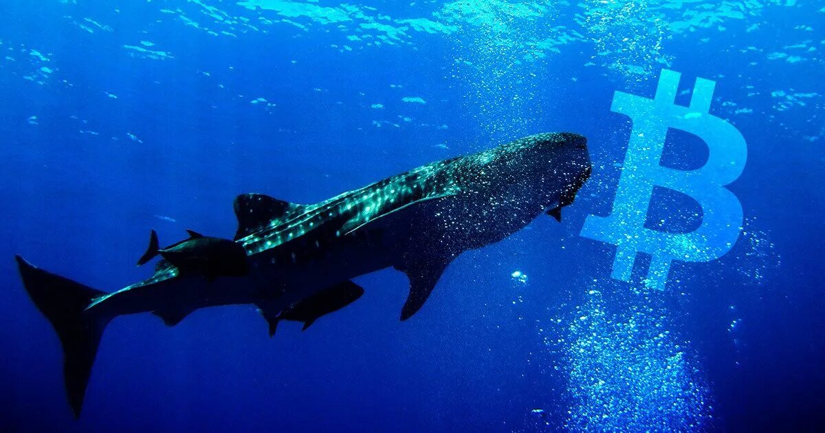 Top 10 bitcoin whales part. Btc whale. bitcoin кит. киты криптовалют. крипто кит фото.