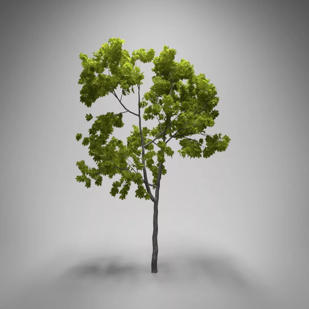 Blender 3d Tree. Дерево в блендер. Дерево в блендер 3д. Реалистичное дерево. Дерево в 3 d