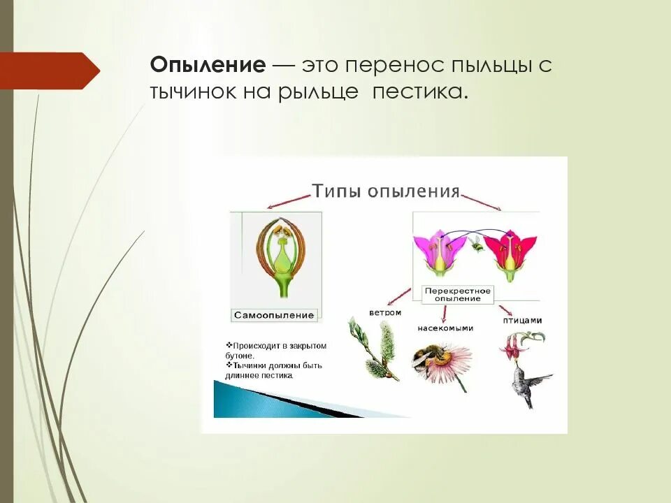 Перенос пыльцы на рыльце пестика называют. Опыление и оплодотворение. Перенос пыльцы с тычинок на рыльце пестика это. Опыление растений. Опыление и оплодотворение растений.