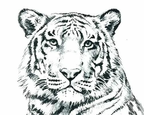 Tiger Coloring Page Tigers Coloring Pages Free Coloring Pages - albanysinsanity.
