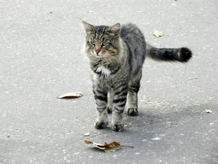 Кот бежит. Кот идет. Кот идет. Кошка ходит по краю. Кот идет фото.