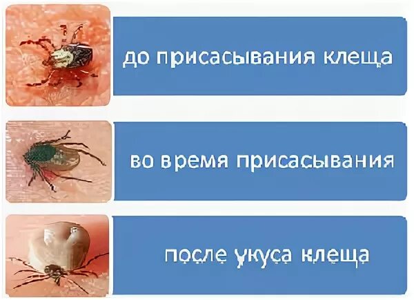 Как выглядит энцефалитный клещ фото и обычный