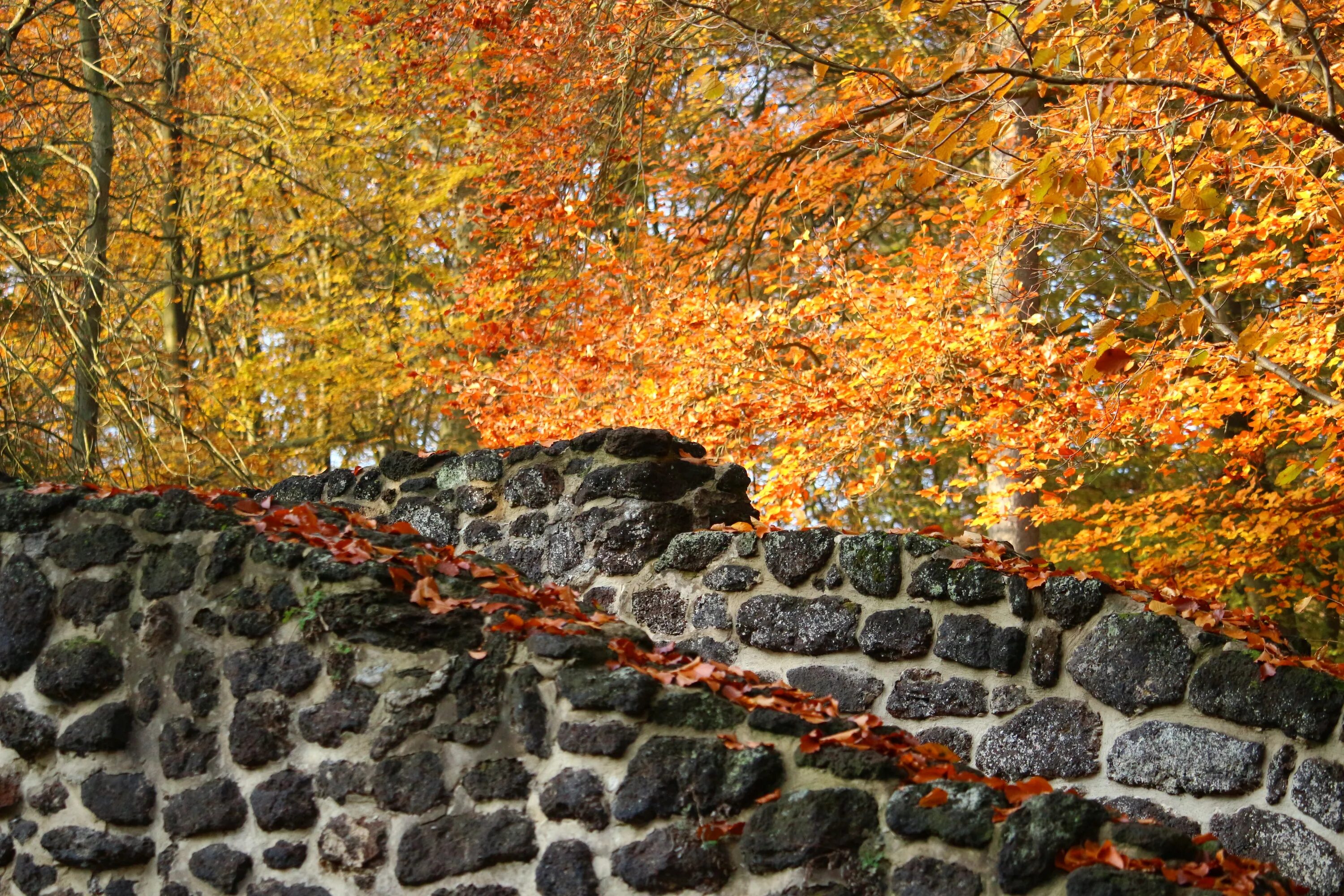 Wall fall. Стена осень. Осенью стена. Осенние листья на стене. Каменная стена с осенними листьями.