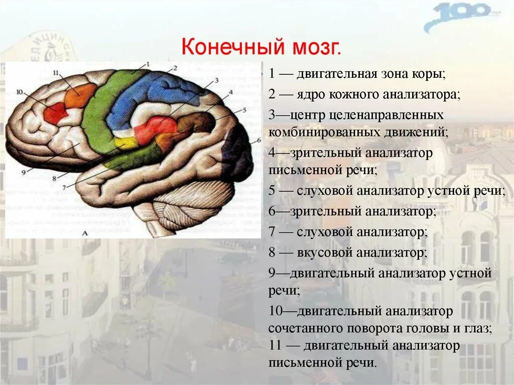 Функции отделов конечного мозга. Мозг строение конечный мозг. Отделы головного мозга конечный мозг. Конечный мозг включает отделы. Отдел головного мозга включающий кору