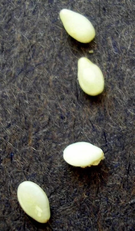 Как выглядят яйца кошки. Яйца личинки кошачьих глистов. Яйцеглист похожи на семена кунжута. Белый кокон личинка 3 см.