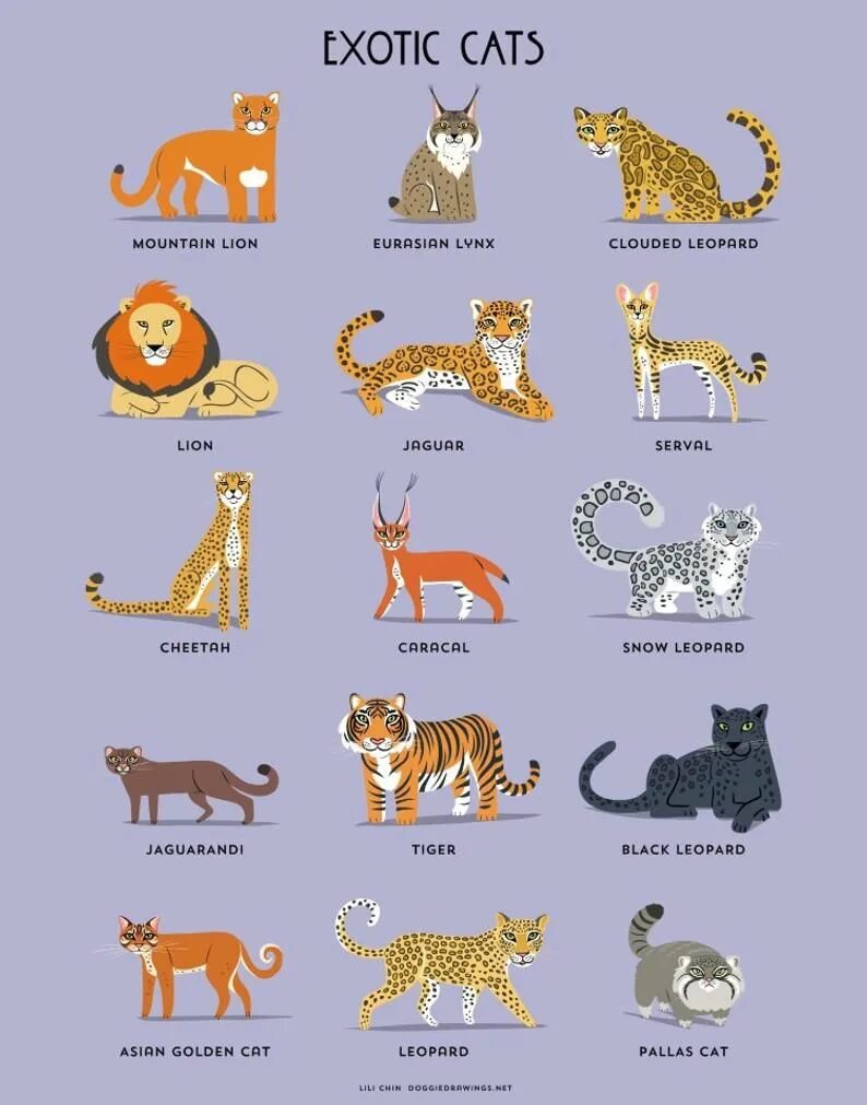 Клички животных кошек. Как назвать кошку. Имя для кошечки на букву с. Название кошек на букву к.