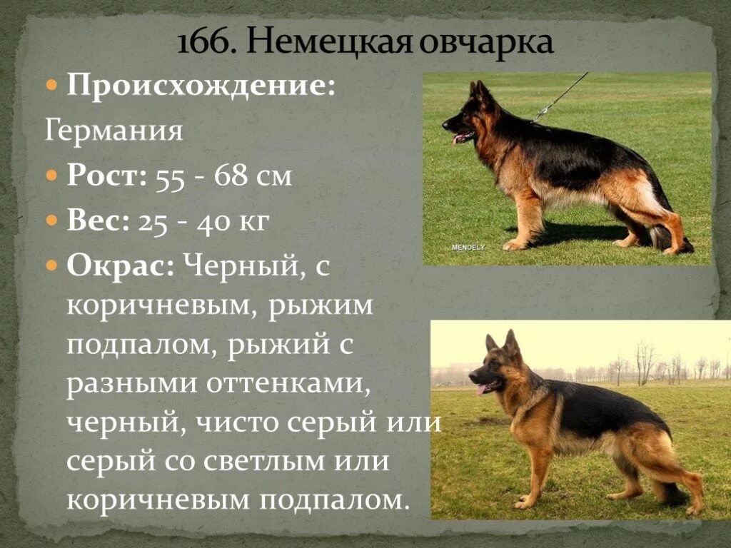 Как правильно выбрать немецкую овчарку