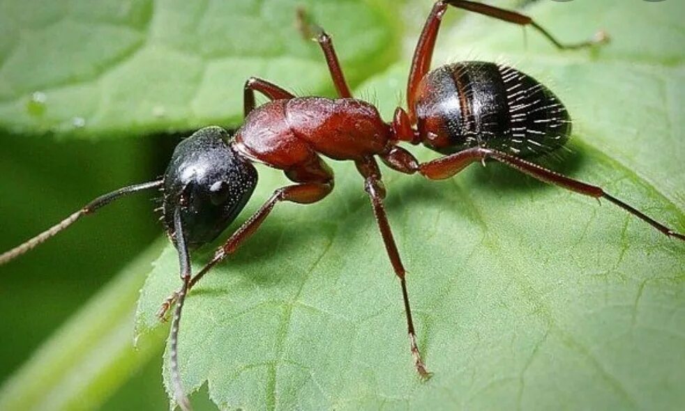 Lasius umbratus. Муравей. Усики муравья. Муравьиные усы.