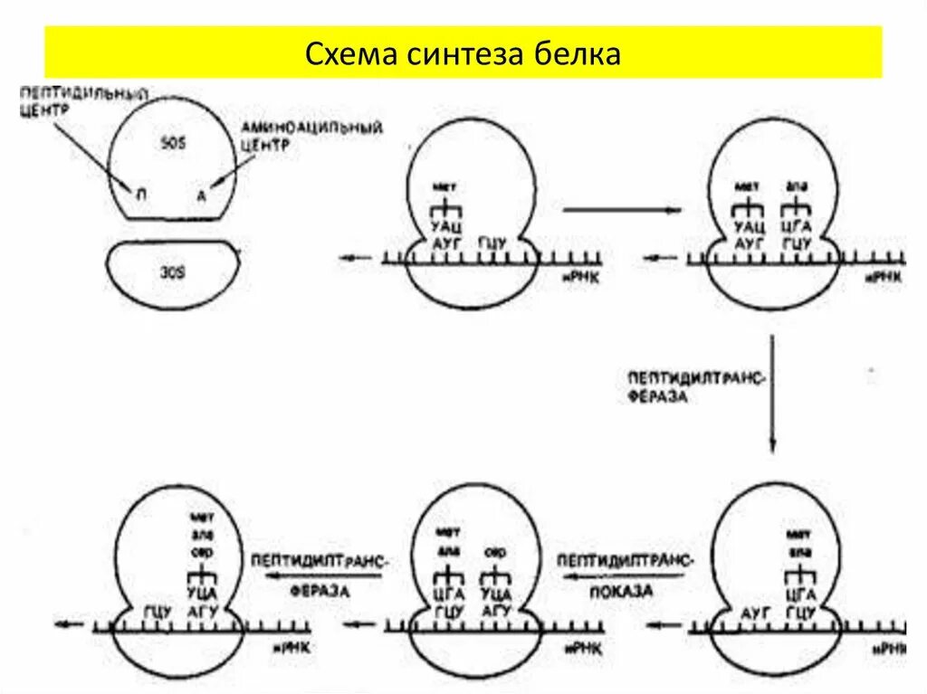 Укажите этапы синтеза белка. Биосинтез белка эукариот схема. Биосинтез белка схема. Синтез белка схема. Схема синтеза бился схема.