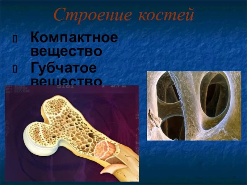 Губчатые кости заполнены. Губчатое вещество. Что внутри губчатого вещества. Губчатые кости внутри.