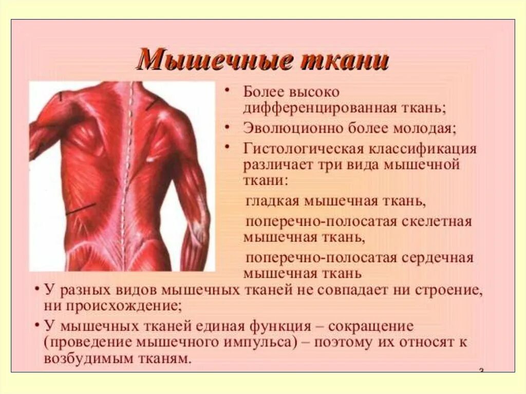 Мышцы мышечной ткани. Мышечная ткань. ткани мышц. мышечная ткань человека. ткани мышц человека.