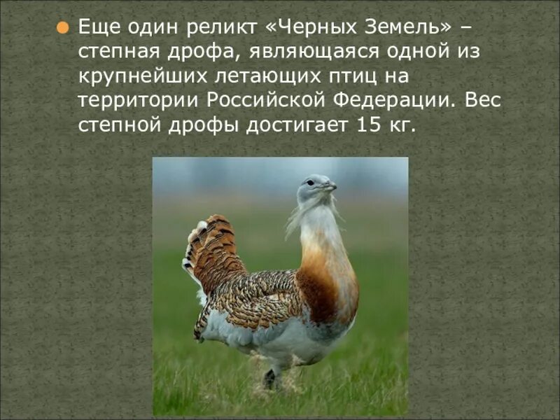 Проект заповедник черные земли 4 класс Заповедник черные земли окружающий мир 4 класс