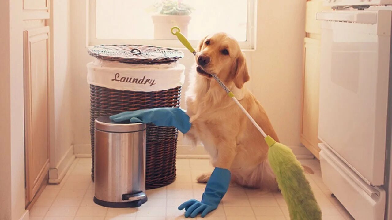 Собака моет пол. Енот-полоскун моет пол. Кошка прибирается. Уборка шерсти домашних животных. Собакой моют пол.