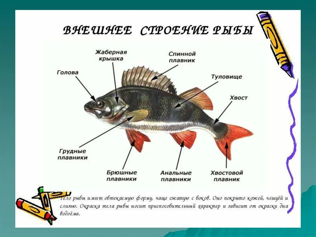Лабораторная работа по биологии 7 класс изучение строения рыб. Внешнее строение рыбы биология. Внешнее строение рыбы 7. Внешнее строение рыбы 7 класс биология. Какие отделы тела имеет рыба
