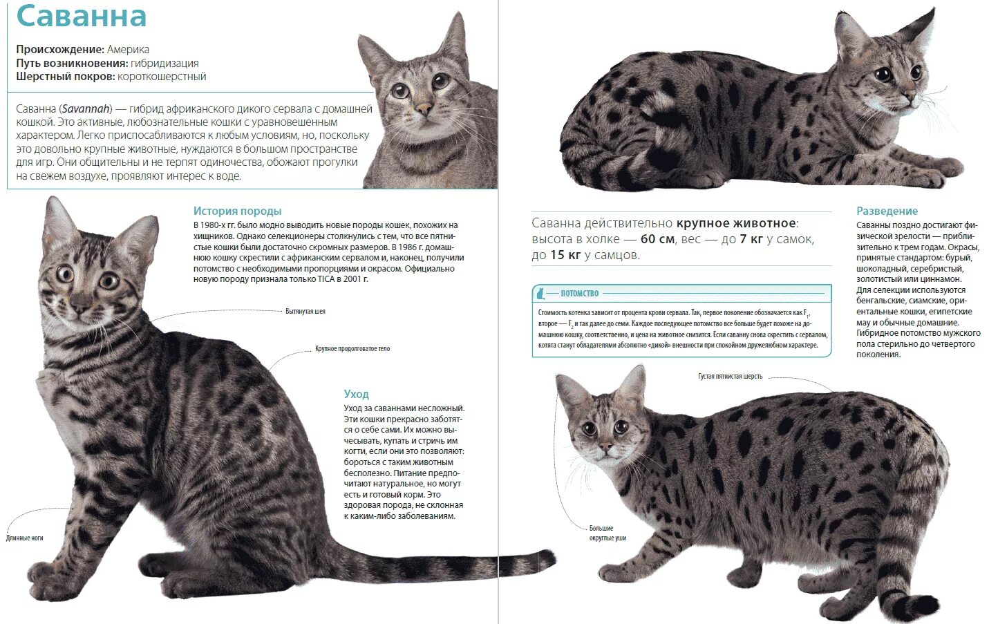 Рассмотрите фотографию кошки породы британская. Породы кошек с описанием. Породы кошек картинки. Породы кошек с фотографиями. Кошки породы фото с названиями и описанием.