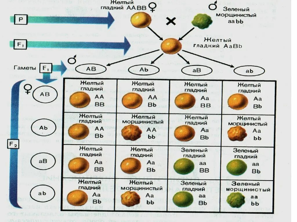 Расщепление по генотипу при дигибридном. Решетка Пеннета дигибридное скрещивание. Схема дигибридного скрещивания гороха. Моногибридное скрещивание f2. Решетка Пеннета для дигибридного скрещивания.