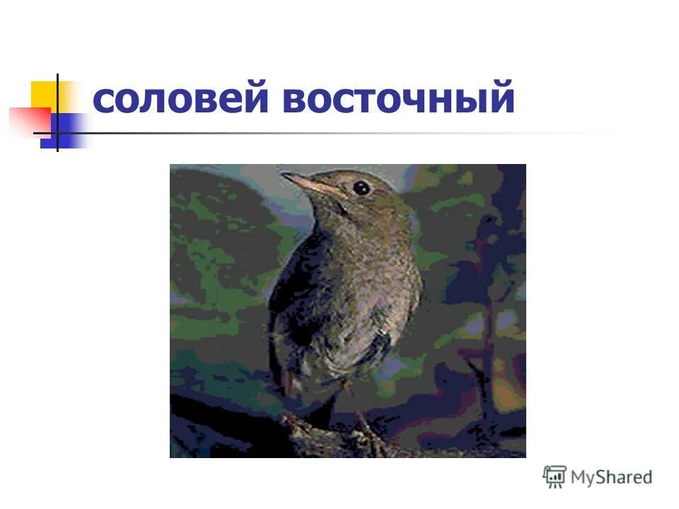 курский соловей. поющий соловей на звонок. соловей. птицы весной. красивые птицы поют.