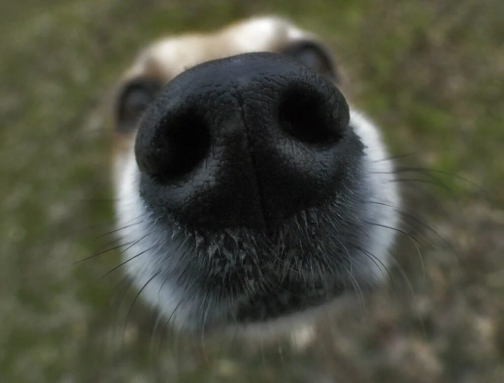 Нос собаки. Нос собаки вблизи. Смешные носы собак. Собачий носик.