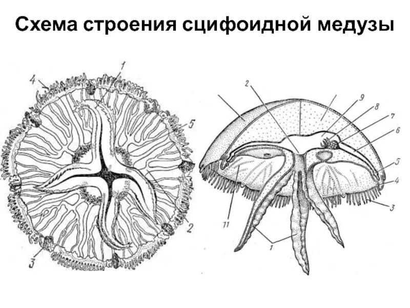 Пищеварительная система медузы. Пищеварение сцифоидных медуз. Пищеварительная система медузы. Строение медузы рисунок. Медуза строение организма.