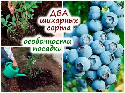 Как правильно ухаживать за голубикой