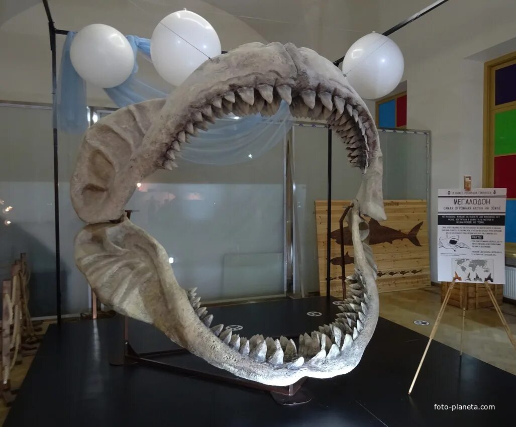 Музей рекордов гиннесса «титикака». Музей рекордов петербурге. Титикака музей рекордов спб. Музей рекордов петербурге. Титикака музей санкт-петербург.