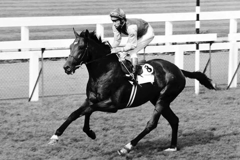 The horse won the race