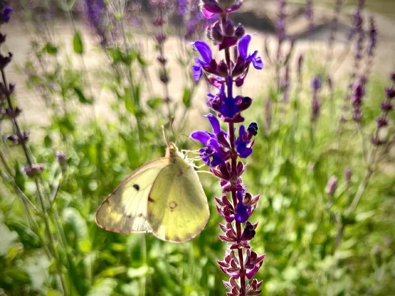шалфей луговой медонос. шалфей запах. шалфей запах. шалфей лекарственный (salvia). шалфей дубравный майнахт.