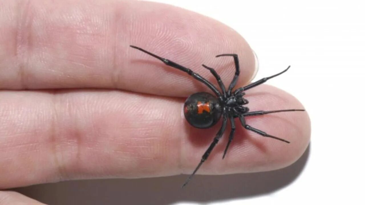 Черная вдова паук. Паук чёрная вдова укус. Latrodectus mactans чёрная вдова. Класс паукообразные паук чёрная вдова.