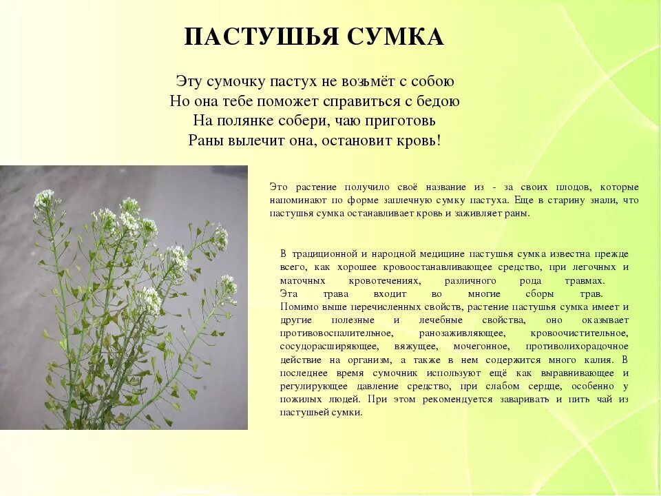 Gewöhnliche Hirtentäschel - Capsella bursa-pastoris 2000+ Samen - Seeds E 009 eB