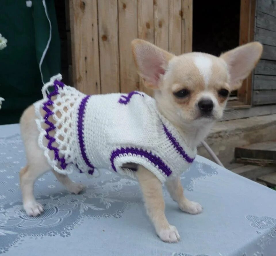 амигуруми чихуахуа. вязаная одежда для собак. чихуахуа в одежде. вязаная одежда для собак. амигуруми собачка чихуахуа.