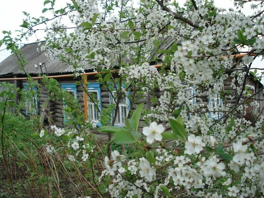 Перед вишневым садом. Яблоневый сад вишневый сад. Сад вишня черёмуха. Домик в цветущем саду. Цветущая яблоня в деревне.