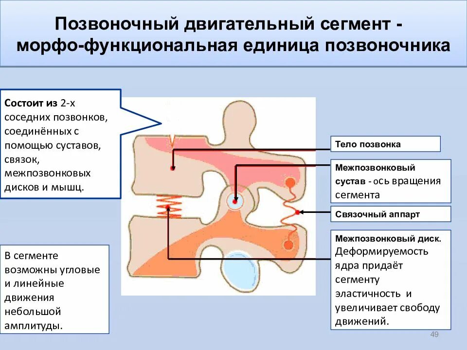 Межпозвонковый сегмент. Позвоночно двигательный сегмент. функциональная единица позвоночника. строение позвоночного сегмента. позвонково двигательный сегмент это.