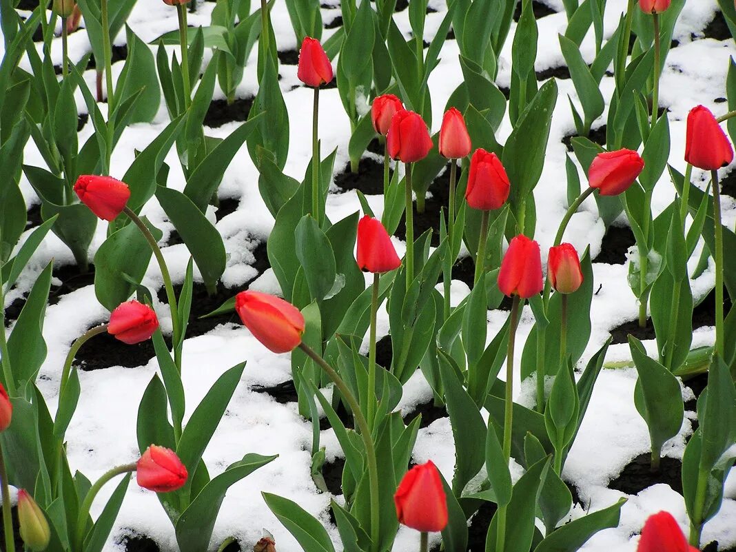 Тюльпаны под снегом. Тюльпаны в снегу. Тюльпаны в снегу. Цветы в снегу. Снежные тюльпаны.